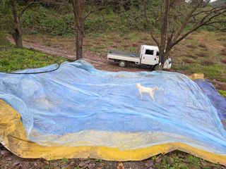 윤자용11대임후회장님의 들깨 · 영농일지 작성글 사진