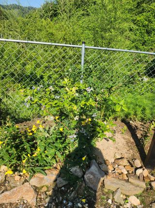 김응진님의 복숭아 · 영농일지 작성글 사진