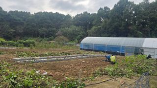 전영순님의 고구마 · 영농일지 작성글 사진