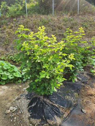 김응진님의 복숭아 · 영농일지 작성글 사진