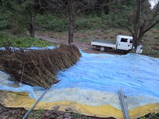 윤자용11대임후회장님의 들깨 · 영농일지 작성글 사진