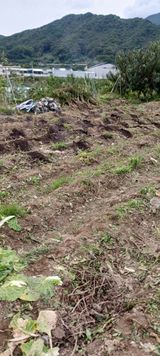 팜모닝 기타작물·영농일지 게시글 이미지