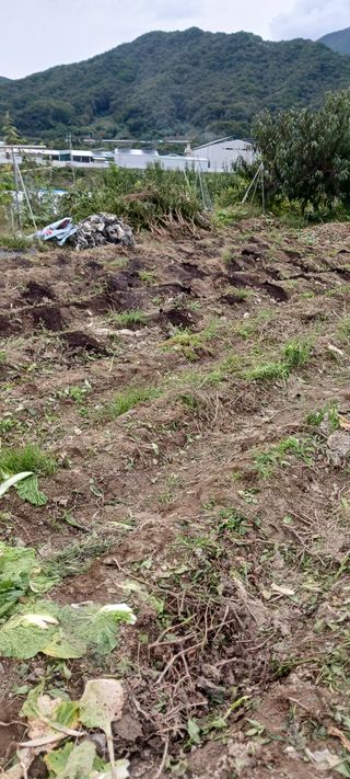 김 연님의 기타작물 · 영농일지 작성글 사진