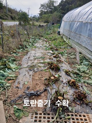 안승호님의 기타작물 · 영농일지 작성글 사진