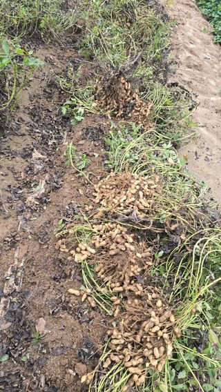 전영순님의 기타작물 · 영농일지 작성글 사진