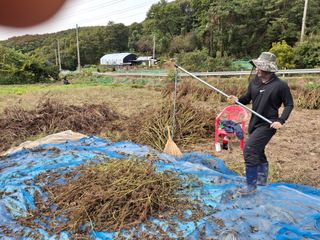 김학수님의 들깨 · 영농일지 작성글 사진
