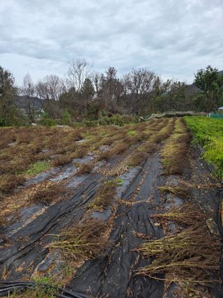 민원기님의 들깨 · 영농일지 작성글 사진