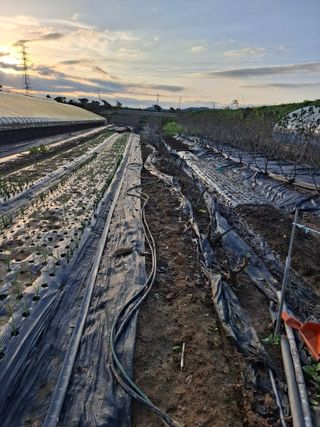 마늘14470님의 기타작물 · 영농일지 작성글 사진