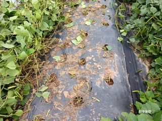 화우농원님의 감자 · 영농일지 작성글 사진