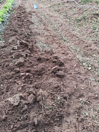 양파15542님의 고구마 · 영농일지 작성글 사진