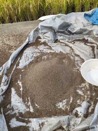 최병우님의 들깨 · 영농일지 작성글 사진