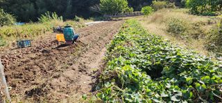 지안님의 고구마 · 영농일지 작성글 사진
