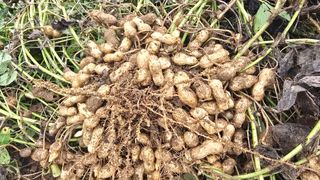 전영순님의 기타작물 · 영농일지 작성글 사진