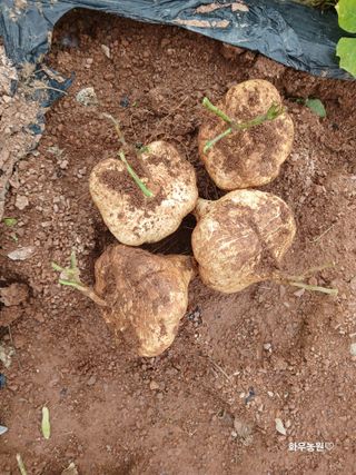 화우농원님의 감자 · 영농일지 작성글 사진