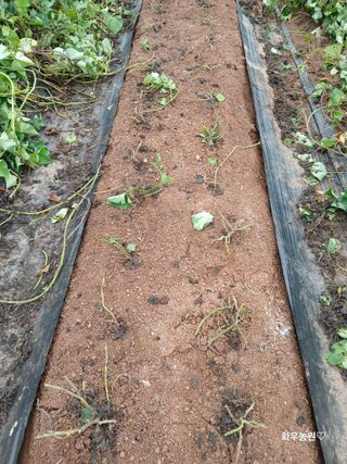 화우농원님의 고구마 · 영농일지 작성글 사진