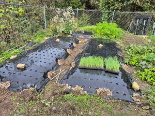 이준영님의 기타작물 · 영농일지 작성글 사진