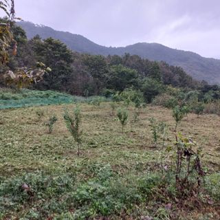 김건우님의 기타작물 · 영농일지 작성글 사진