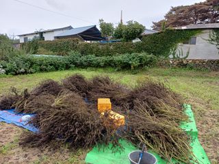 12345우각장당리님의 들깨 · 영농일지 작성글 사진