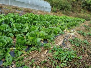 심기섭님의 기타작물 · 영농일지 작성글 사진