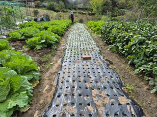 이준영님의 기타작물 · 영농일지 작성글 사진