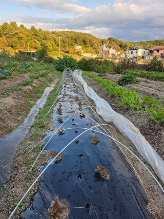 김윤회님의 파 · 영농일지 작성글 사진