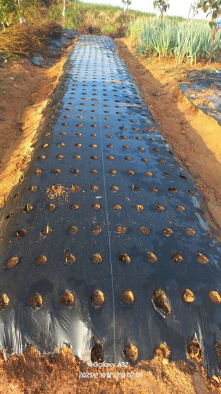 인생TV님의 기타작물 · 영농일지 작성글 사진