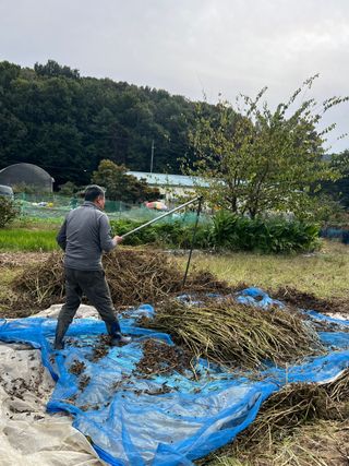 김학수님의 들깨 · 영농일지 작성글 사진