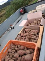 팜모닝 고구마·영농일지 게시글 이미지