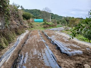 한골머스마님의 마늘 · 영농일지 작성글 사진