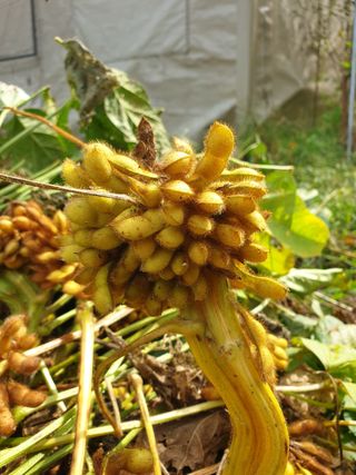 샤이니바다님의 기타작물 · 영농일지 작성글 사진