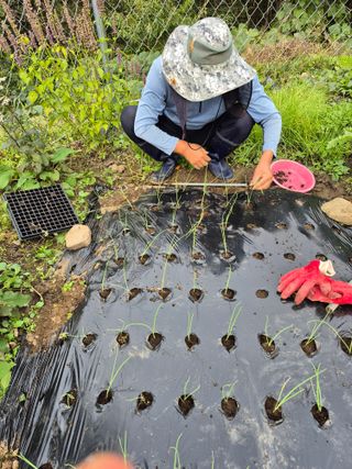 이준영님의 기타작물 · 영농일지 작성글 사진