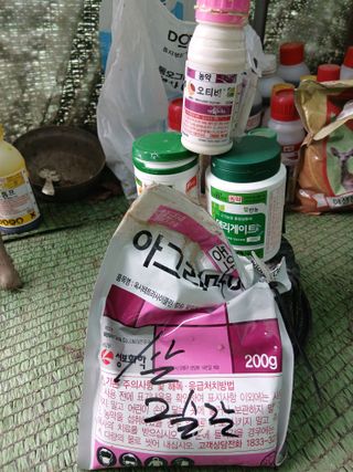 한골머스마님의 마늘 · 영농일지 작성글 사진