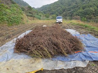 윤자용11대임후회장님의 들깨 · 영농일지 작성글 사진
