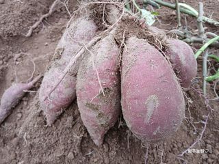 화우농원님의 고구마 · 영농일지 작성글 사진