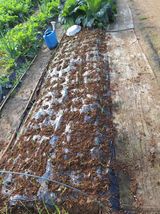 팜모닝 양파·영농일지 게시글 이미지