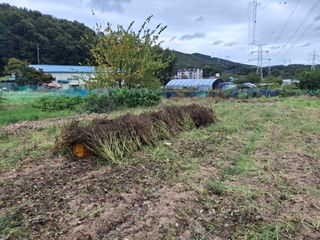 김학수님의 들깨 · 영농일지 작성글 사진