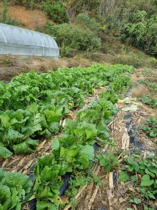 심기섭님의 기타작물 · 영농일지 작성글 사진