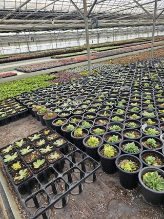 신상섭님의 기타작물 · 영농일지 작성글 사진