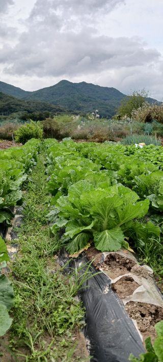 김 연님의 기타작물 · 영농일지 작성글 사진