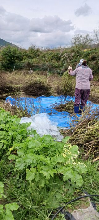 김 연님의 기타작물 · 영농일지 작성글 사진