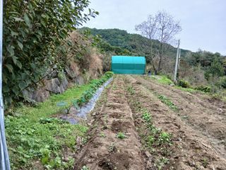 한골머스마님의 마늘 · 영농일지 작성글 사진