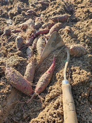 김용석님의 고구마 · 영농일지 작성글 사진