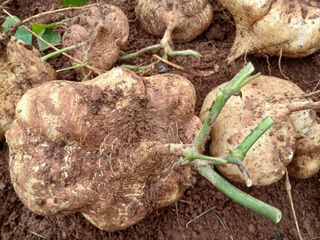 화우농원님의 감자 · 영농일지 작성글 사진