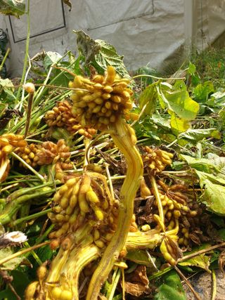 샤이니바다님의 기타작물 · 영농일지 작성글 사진