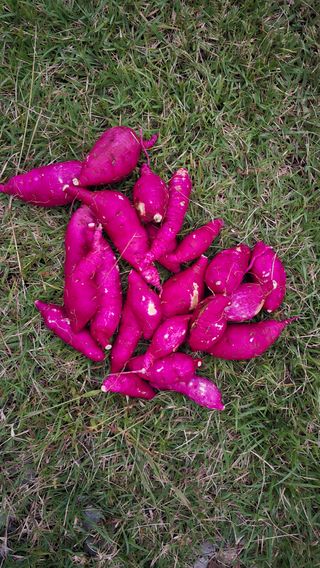 전영순님의 고구마 · 영농일지 작성글 사진