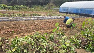 전영순님의 고구마 · 영농일지 작성글 사진