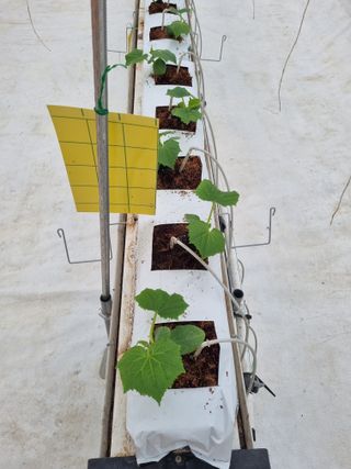 김희범님의 오이 · 영농일지 작성글 사진