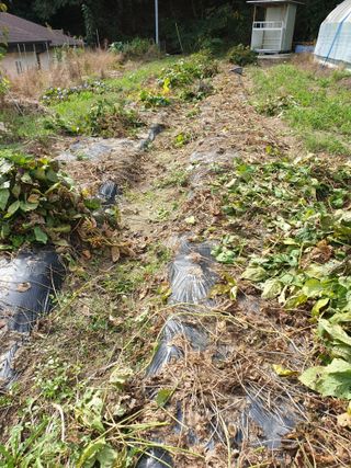 샤이니바다님의 기타작물 · 영농일지 작성글 사진