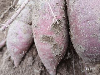 화우농원님의 고구마 · 영농일지 작성글 사진