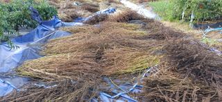 남궁봉님의 들깨 · 영농일지 작성글 사진